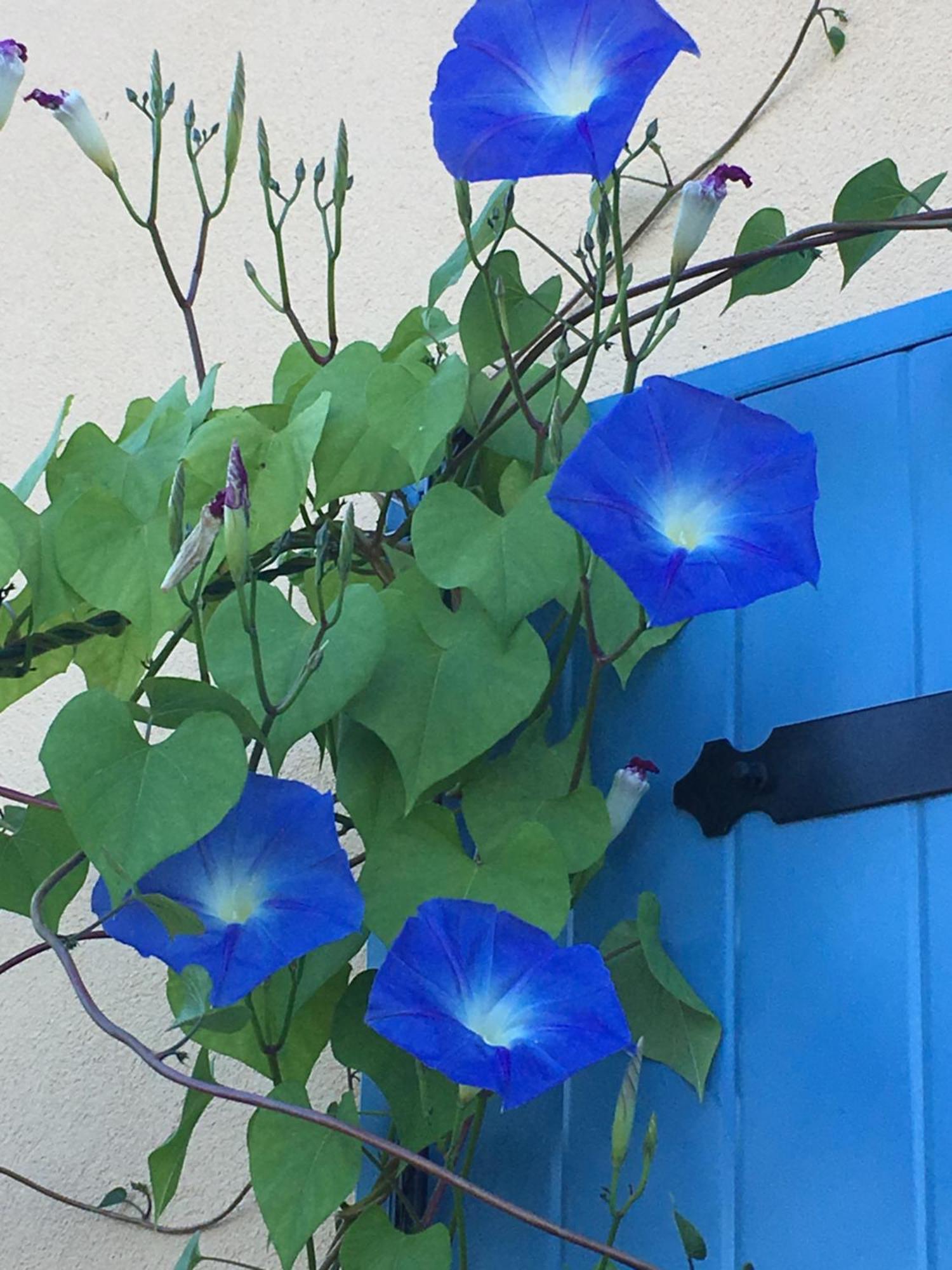 La Mesange Bleue Bed & Breakfast Saint-Barthelemy  Екстериор снимка